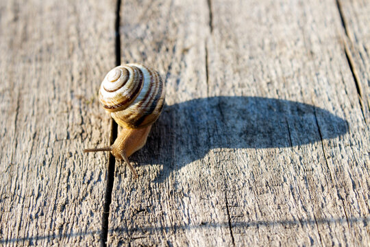 Close up of a striped snail crawling on a wooden board