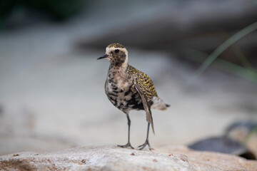 Eastern Golden Plover