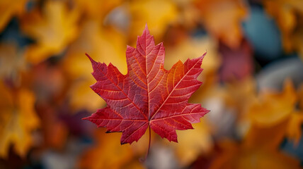 A close-up of a red maple leaf with blurred autumn foliage background.