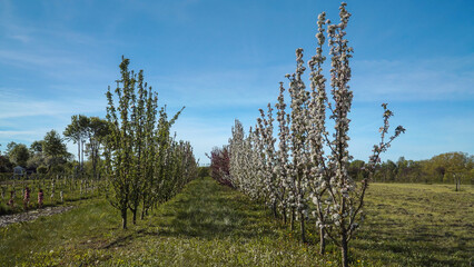 A garden with rows of columnar apple trees in a plantation. The young orchard garden features...