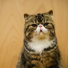 Porträt einer getigerten Exotic Shorthair Katze