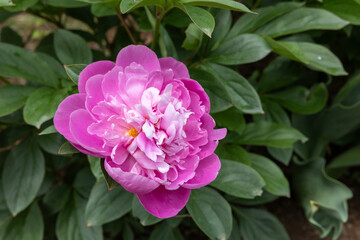Beautiful and pretty pink peonies blooming in the garden.