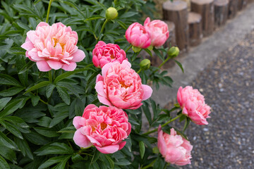 Fototapeta premium Beautiful and pretty pink peonies blooming in the garden.