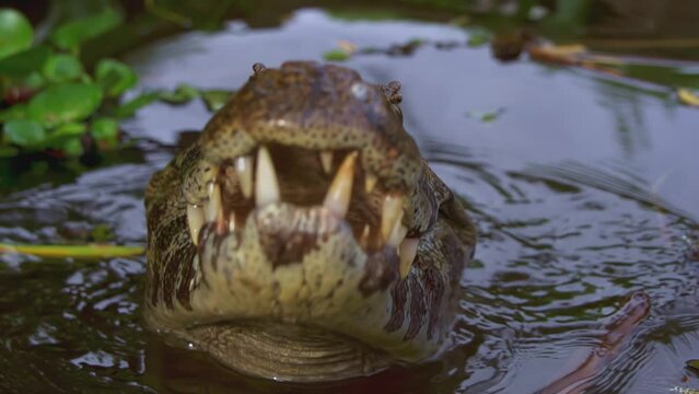 Alligator, Caiman Yacare
