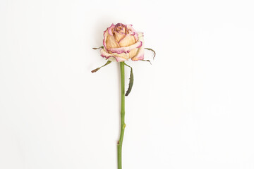 Withered rose on a white background, top view with space for text. Concept of old age, loss