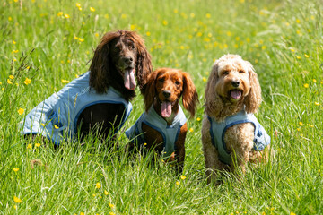 Dog in cooling coat