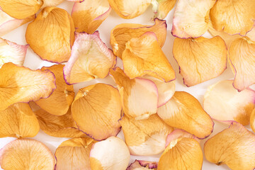 Background of yellow rose petals, top view