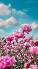 A field of pink flowers with a blue sky in the background