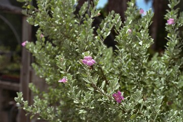 Obraz premium Leucophyllum frutescens - Texas Sage, Cenizo, Texas Ranger 