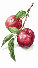 A painting of two plums on a branch