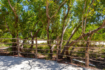 Nature tropical jungle locked up behind wooden barbed wire fence.