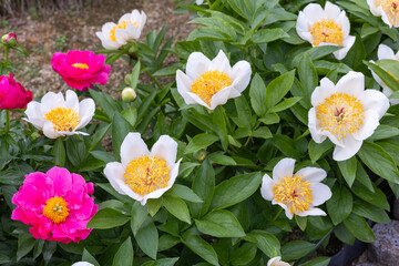 Fototapeta premium Beautiful and pretty white peonies blooming in the garden.