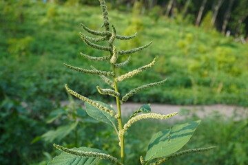 Amaranthus viridis, Amaranthaceae, Amaranthus green vegetable blooming in garden nature background, food