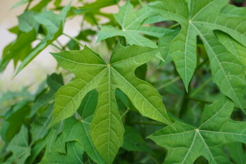 Tree spinach (Cnidoscolus chayamansa McVaugh) is a very nutritious vegetable