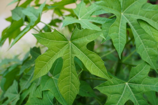 Tree spinach (Cnidoscolus chayamansa McVaugh) is a very nutritious vegetable