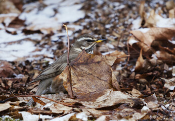 Redwing (turdus iliacus) in snowfall looking for food in the garden in spring.	
