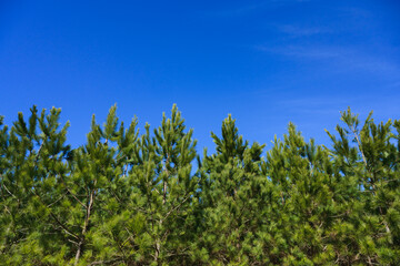 A row of pine treetops with blue sky behind in North Carolina