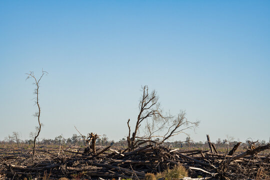 Area of cleared land and piles of cut trees in Florida