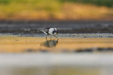 Ruff (Calidris pugnax) male feeding in the wetlands in summer.
