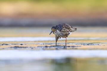 Ruff (Calidris pugnax) male feeding in the wetlands in summer.