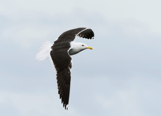 Lesser black-backed gull (Larus fuscus) flying in the sky in summer.	
