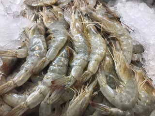 camarão, camarão cinza, camarão no gelo, exibição de frutos do mar, venda de camarão, mercado de frutos do mar, frutos do mar frescos, camarão de exibição de gelo, camarão de alta qualidade, fotografi