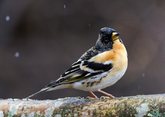 Brambling (Fringilla montifringilla) male in snowfall perched on a branch in spring.