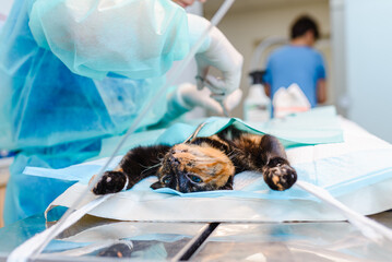 Animal surgery. A veterinarian does sterilization a young cat in the operating room. Animal surgery...