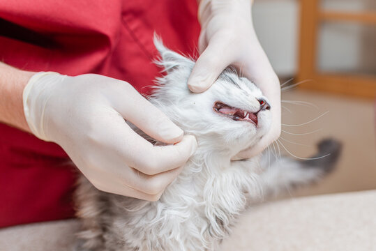 The purebred kitten is examined by a veterinarian, the teeth are checked in a veterinary clinic.