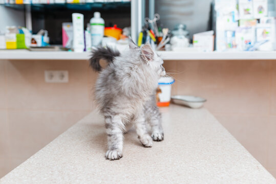 Purebred kitten is waiting on the table for vet examination in animal hospital. Purebred Siberian Maine Coon cat.