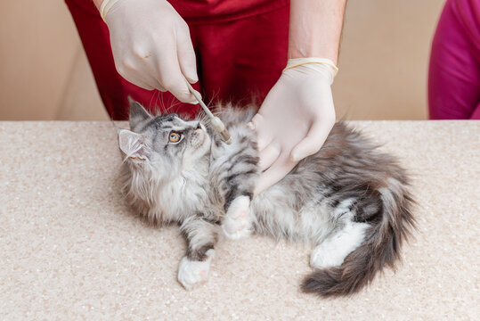 A veterinarian checks a purebred kitten's leg reflexes with a medical hammer in an animal hospital.