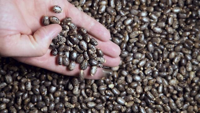 Castor bean seeds in male hands. The plant is widely used in medicine and industry. This is a poisonous and ornamental plant.