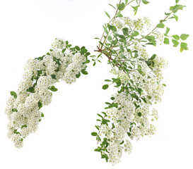 Branch of flowering shrub Spiraea nipponica isolated on white background. White flowers blossom of Snowmound Spiraea bush.