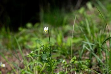 White flower in the forest