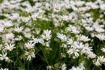 White flowers in the spring forest