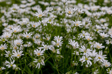 White flowers in the spring forest