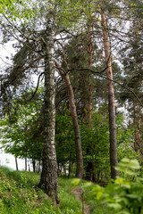 Spring forest on a sunny day
