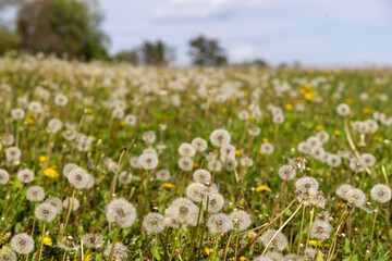 Dandelion blooms on a springfield