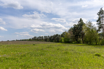 Green forest near the field