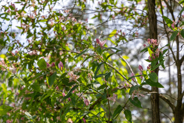 Pink flowers on a bush