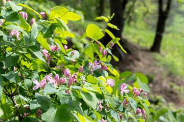 Pink flowers on a bush