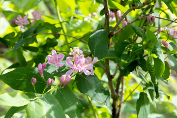 Fototapeta premium Pink flowers on a bush