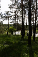 Spring forest on a sunny day