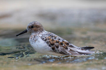 Sanderling bird