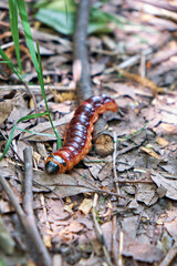 Cossus cossus caterpillar (common weed) in summer. a serious pest of gardens and green spaces. Front view. Vertical photo
