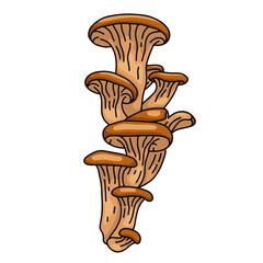 Illustration champignon Clitocybe lumineux