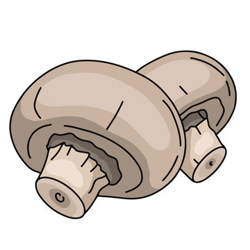 Illustration champignons de paris