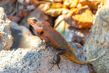 Lizard chameleon iguana on its back on rock Sri Lanka.