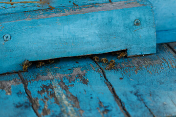 Bees at work. Bees in front of the hive entrance.