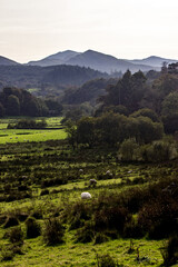 Late afternoon view over sheep grazing in lush pastures with the dramatic peaks of the mountains of Eryri National Park, rising in the background, in North Wales